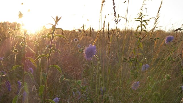 Keine Aushöhlung des Umweltschutzes: Vetorecht des Umweltbundesamtes bei Pestiziden muss erhalten bleiben
