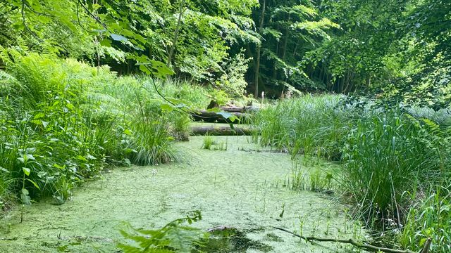 Natürlicher Klimaschutz ist der wichtigste Verbündete im Kampf gegen Klimakrise und Artensterben